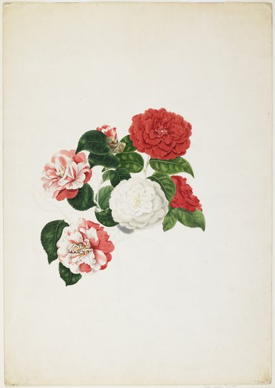 Common Camellias (Camellia japonica) by Clara Maria Pope